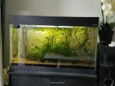 Akvariumas - nuotraukos Nr. 6