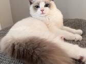 Kilmingi Ragdoll veislės kačiukai