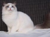 Kilmingi Ragdoll veislės kačiukai - nuotraukos Nr. 2