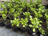Pachysandra