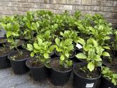 Pachysandra - nuotraukos Nr. 2