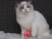 Kilmingi Ragdoll veislės kačiukai - nuotraukos Nr. 3