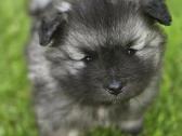 Volfšpicai (keeshond) rezervacijai - nuotraukos Nr. 21