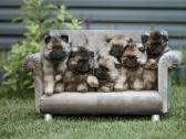Volfšpicai (keeshond) rezervacijai - nuotraukos Nr. 14