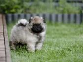 Volfšpicai (keeshond) rezervacijai - nuotraukos Nr. 16