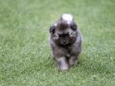 Volfšpicai (keeshond) rezervacijai - nuotraukos Nr. 17