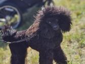 Kilminga red toy mergytė - nuotraukos Nr. 7