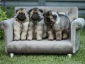 Volfšpicai (keeshond) rezervacijai - nuotraukos Nr. 15