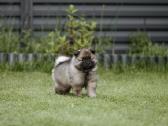 Volfšpicai (keeshond) rezervacijai - nuotraukos Nr. 18