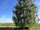 Parduodamas sklypas šalia Klaipėdos - nuotraukos Nr. 8