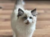 Kilmingi Ragdoll kačiukai