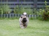 Volfšpicai (keeshond) rezervacijai - nuotraukos Nr. 20