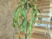 Kambarine gėlė- Dracaena.(120cm.aukštis) - nuotraukos Nr. 8