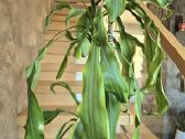 Kambarine gėlė- Dracaena.(120cm.aukštis) - nuotraukos Nr. 2