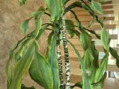 Kambarine gėlė- Dracaena.(120cm.aukštis) - nuotraukos Nr. 9