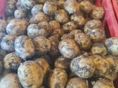 Bulvės didmena nuo 0,25 €/kg Pristatymas visoje - nuotraukos Nr. 10