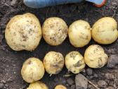 Bulvės didmena nuo 0,25 €/kg Pristatymas visoje - nuotraukos Nr. 8