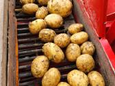 Bulvės didmena nuo 0,25 €/kg Pristatymas visoje - nuotraukos Nr. 7