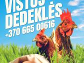 Vištos dedeklės Laukių ūkis