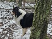 Kilmingas Australų Aviganis Kviečia Į Pasimatymą. - nuotraukos Nr. 3