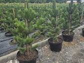 Pušis juodoji (Pinus nigra) 'Oregon Green' - nuotraukos Nr. 2