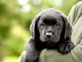 Lygiaplaukiai ir Labradoro retriveriai- Gojus - nuotraukos Nr. 31