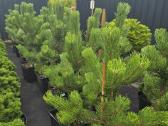 Pušis juodoji (Pinus nigra) 'Oregon Green' - nuotraukos Nr. 6