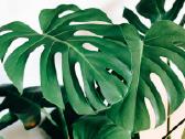 Nebrangiai parduodamos hortenzijos ir monstera - nuotraukos Nr. 2