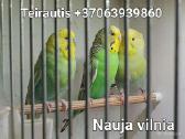 Banguotos papūgėlės 2mėn-7mėn