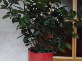 Lauro lapas