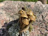 Rankų darbo grybai / grybukai - nuotraukos Nr. 5