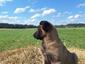 " Parduoda belgų aviganių (malinua) su - nuotraukos Nr. 13