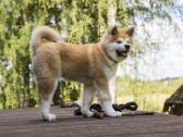 Lt Jch Japonu akita patinas kergimui - nuotraukos Nr. 4