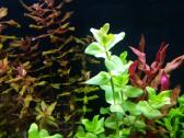 Parduodu akvariuma Diversa Solid 120cm/240l - nuotraukos Nr. 8