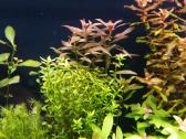 Parduodu akvariuma Diversa Solid 120cm/240l - nuotraukos Nr. 9