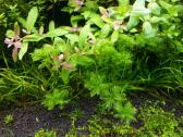 Parduodu akvariuma Diversa Solid 120cm/240l - nuotraukos Nr. 11