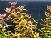 Parduodu akvariuma Diversa Solid 120cm/240l - nuotraukos Nr. 12
