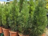 Pušis juodoji Green Tower (Pinus nigra)