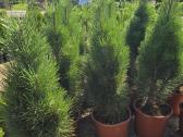 Pušis juodoji Green Tower (Pinus nigra) - nuotraukos Nr. 2