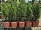Pušis juodoji Green Tower (Pinus nigra) - nuotraukos Nr. 4