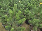 Pušis juodoji (Pinus nigra) 'Oregon Green' - nuotraukos Nr. 3
