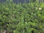 Pušis juodoji (Pinus nigra) 'Oregon Green' - nuotraukos Nr. 4