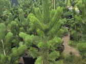 Pušis juodoji (Pinus nigra) 'Oregon Green' - nuotraukos Nr. 5