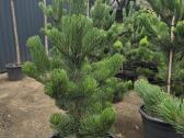 Pušis juodoji (Pinus nigra) 'Oregon Green' - nuotraukos Nr. 7