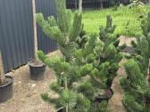 Pušis juodoji (Pinus nigra) 'Oregon Green' - nuotraukos Nr. 8