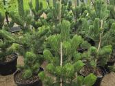 Pušis juodoji (Pinus nigra) 'Oregon Green' - nuotraukos Nr. 9