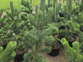 Pušis juodoji (Pinus nigra) 'Oregon Green' - nuotraukos Nr. 10