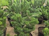 Pušis juodoji (Pinus nigra) 'Oregon Green'
