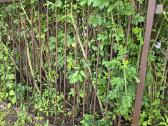 Parduodu tvoros segmentus - nuotraukos Nr. 2
