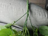 Dirbtiniai svyrantys augalai - nuotraukos Nr. 4